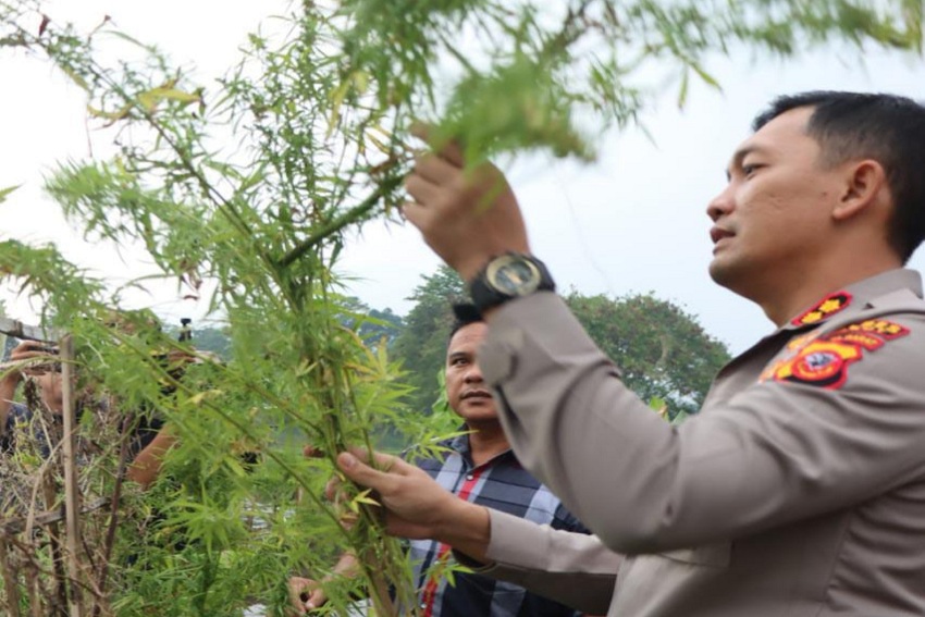 Tanam Ratusan Batang Ganja di Objek Wisata Situ Cangkuang, Dukun di Garut Ditangkap