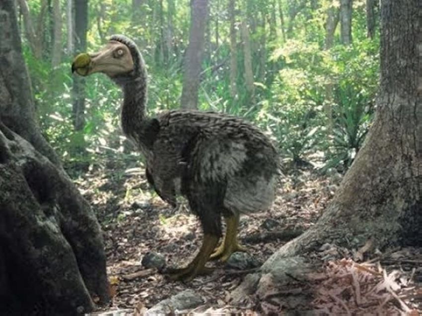 Perusahan Teknologi AS Siap Hidupkan Kembali Burung Dodo