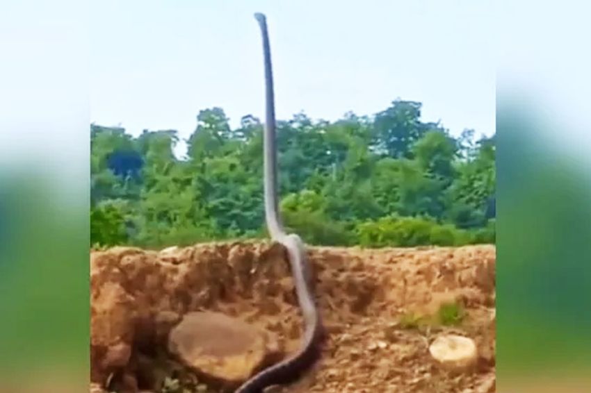 Geger Video Ular King Kobra 'Berdiri' Setinggi Manusia