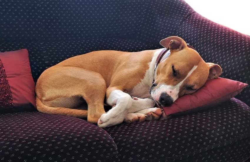 Mengapa Anjing Tidur dengan Posisi Tubuh Melingkar, Ternyata Ini Alasannya