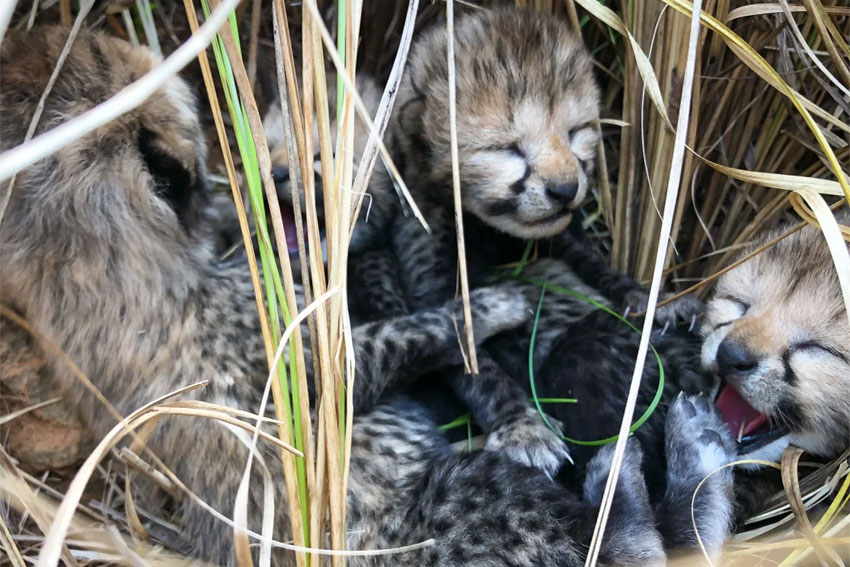 Tiga Anak Cheetah Mati Akibat Gelombang Panas di India