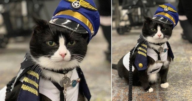 Bandara San Francisco Mempekerjakan Kucing untuk Atasi Penumpang Gugup