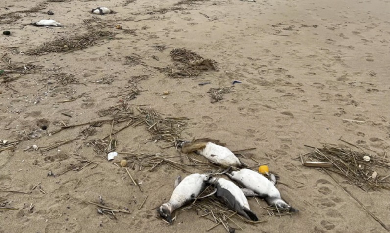 2.000 Penguin Ditemukan Mati Misterius dalam Waktu 10 Hari
