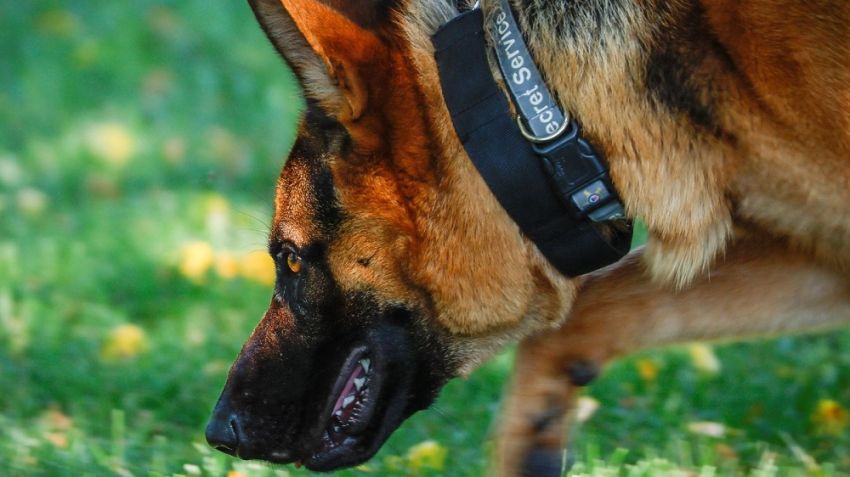 Anjing Biden Gigit 7 Agen Dinas Rahasia, Para Korban Dilarikan ke RS
