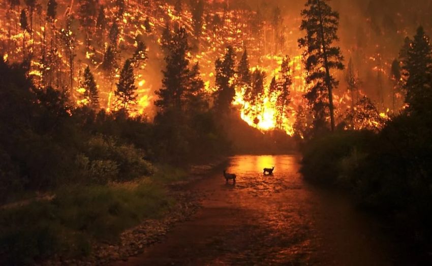 Kebakaran Hutan di Yunani Terus Meluas Akibat Cuaca Panas