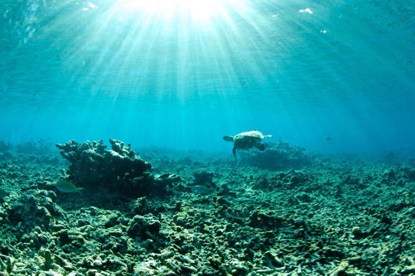 Lebih Hangat, Suhu Laut Dunia Cetak Rekor Baru