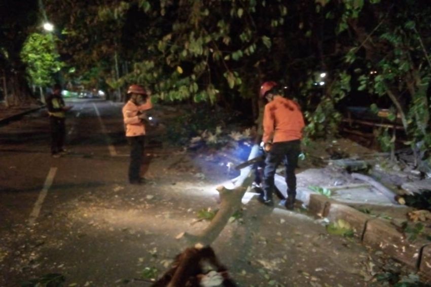 Pohon 12 Meter di Jalan Tirto Adhi Soerjo Bogor Tumbang Tertiup Angin Kencang