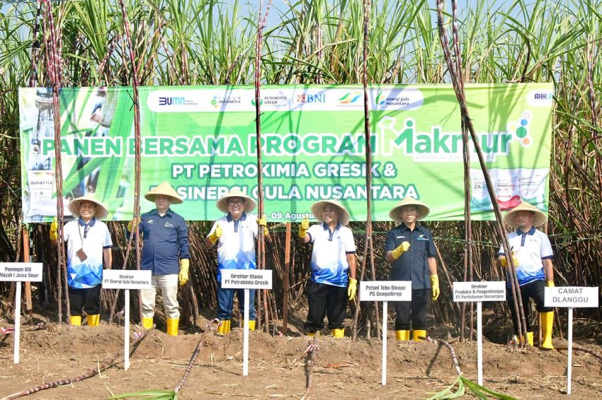 Program Makmur Petrokimia Gresik Tingkatkan Produktivitas Tebu 9,4% di Malang