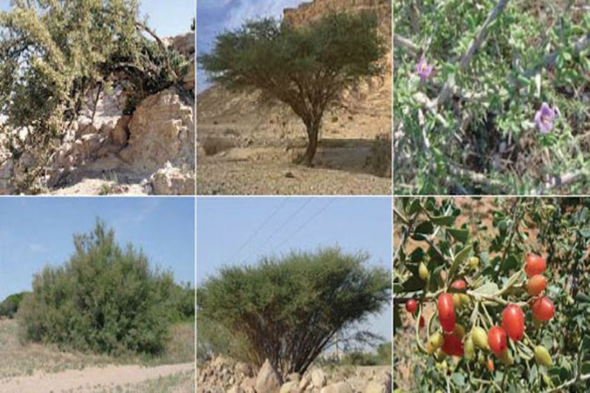 5 Fakta Tentang Pohon Gharqad, Pelindung Umat Yahudi di Akhir Zaman
