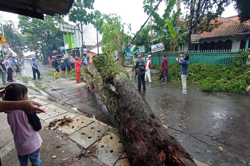 10 Pohon Tumbang dan Rumah Rusak di Cimahi Akibat Diterjang Hujan Deras