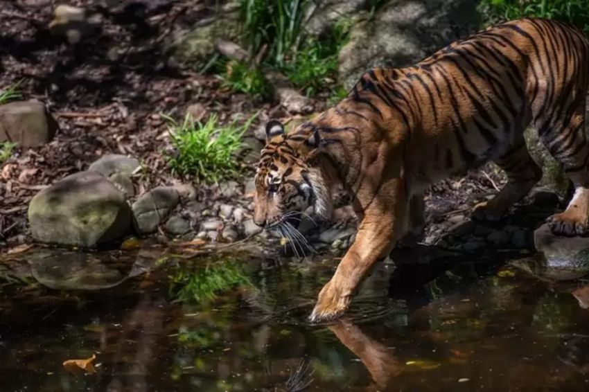 Ngeri! Penjaga Binatang di Samarinda Tewas Diterkam Harimau Milik Majikan