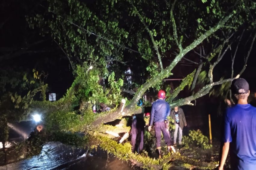 Hujan Deras dan Angin Kencang, Pohon Besar Tumbang Tutup Jalan di Ciomas Bogor