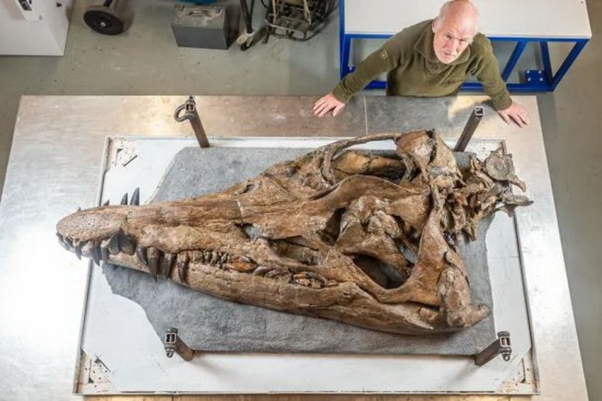 Ditemukan, Tengkorak T-Rex Bawah Air Berusia 150 Juta Tahun