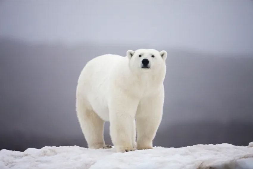 Kasus Pertama, Flu Burung Sebabkan Kematian Beruang Kutub
