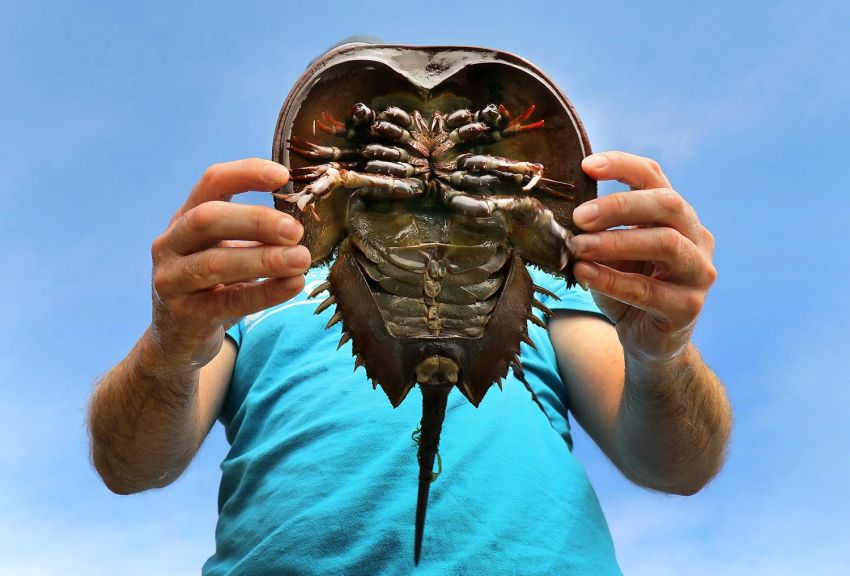8 Fakta Menakjubkan Kepiting Tapal Kuda: Fosil Hidup Berdarah Biru