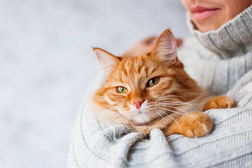 Cium Kucing Peliharaan Bisa Tularkan Penyakit, Waspada!