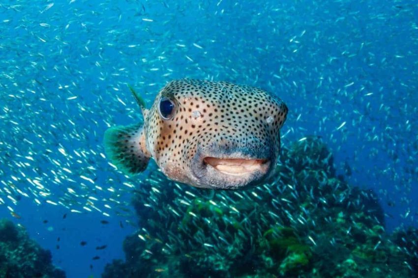 5 Ikan Paling Beracun yang Bisa Membunuh hanya dengan Sekali Tusuk