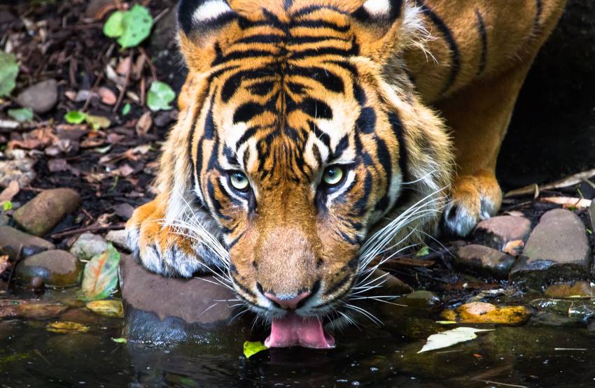 Pekerja Panen Sagu di Riau Diterkam Harimau, Kondisi Mengenaskan