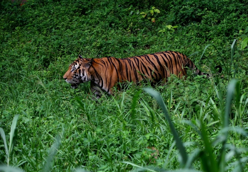 Harimau Jawa di Mata Orang Jatim, Jateng, dan Sunda