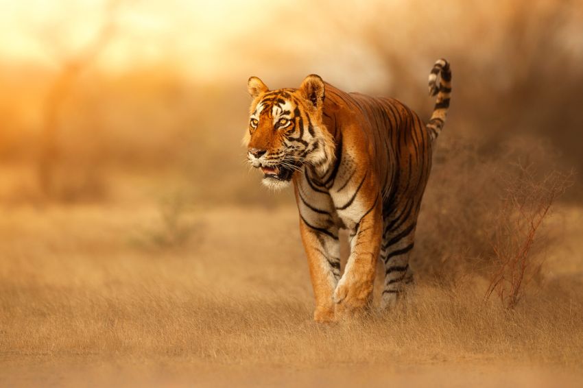 Selain Harimau Jawa, Hewan Buas Purba Ini Dipercaya Masih Hidup