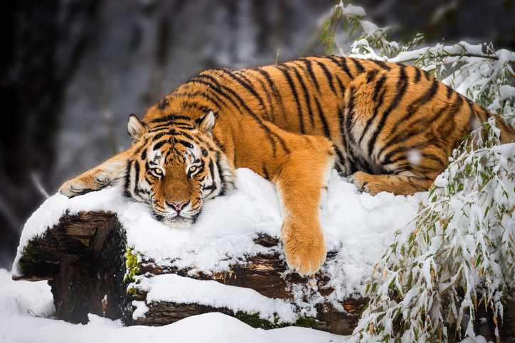 9 Spesies Harimau yang Ada di Dunia, Terganas Ada di Indonesia