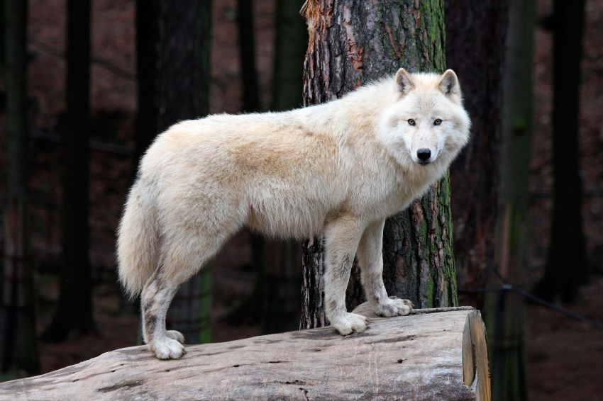 Serigala Putih Hewan Buas yang Melekat di Timnas Uzbekistan