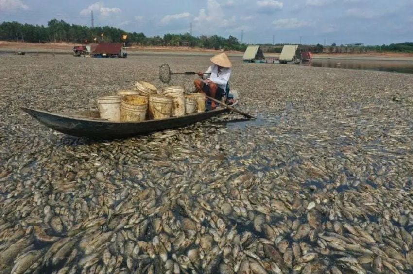 Suhu Panas Ekstrem Panggang Negara ASEAN, Ratusan Ribu Ikan Mati