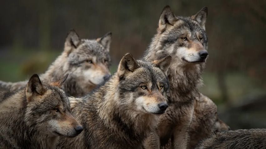 Serigala Abu-abu Dihapus dari Daftar Spesies Terancam Punah