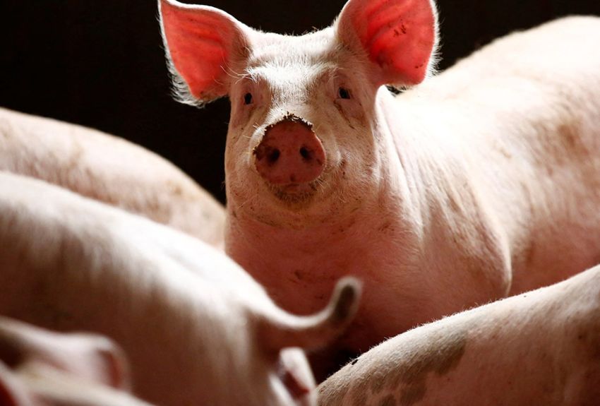 China Balas Eropa dengan Babi, Spanyol Siap-siap Kelimpungan