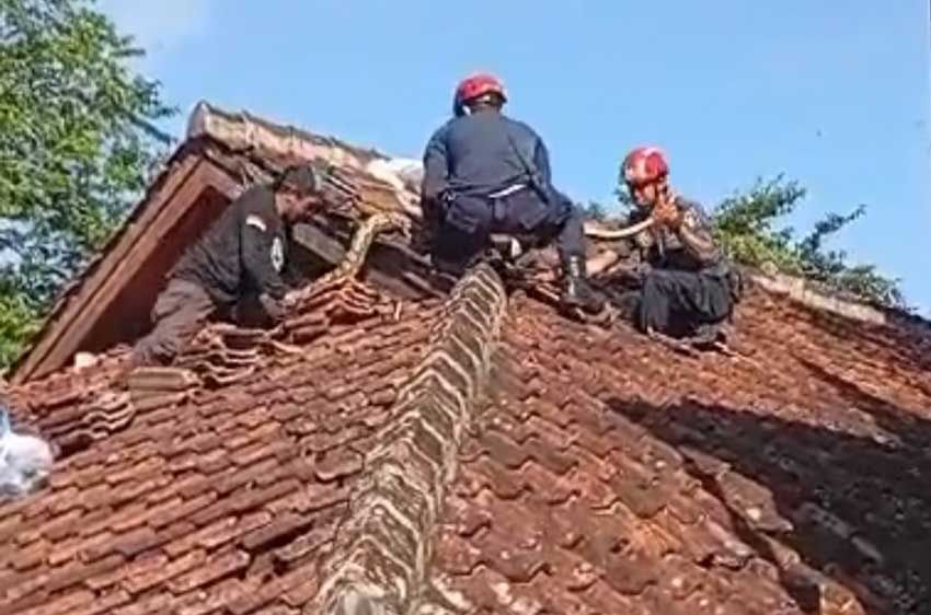 Petugas Damkar Sukabumi Dipatuk Ular Piton di Atap Gedung