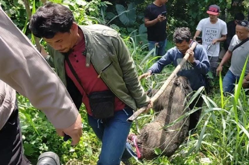 Aneh, Babi Hutan Ngamuk di Kawasan Padat Penduduk Parungkuda Sukabumi