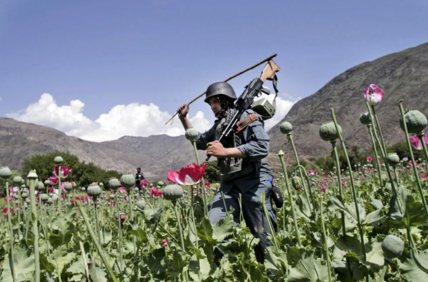 Produksi Opium Afghanistan Menurun, PBB Justru Ingatkan Peningkatan Kematian Akibatkan Overdosis