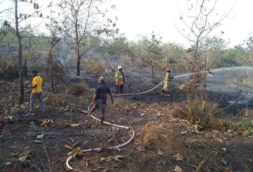 2 Hektare Hutan Jati di Bojonegoro Dilalap Api, Diduga Sengaja Dibakar