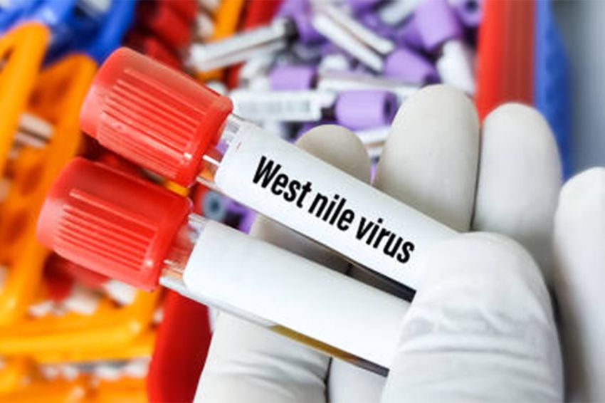 Apakah Virus West Nile Dapat Menular lewat Manusia?