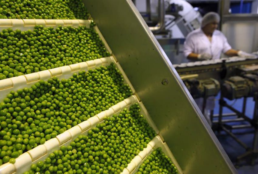 Salip Kanada, Rusia Pengekspor Utama Kacang Polong ke China