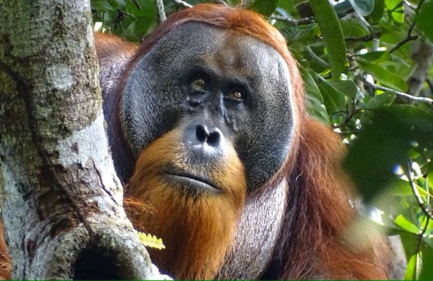 Habitat Orangutan di Indonesia: Sumatera vs Kalimantan, Mana yang Lebih Luas?