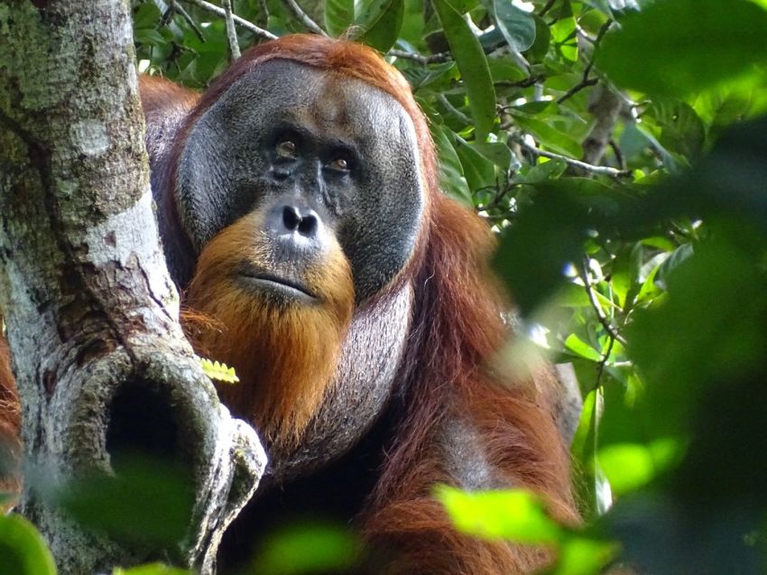 3 Jenis Orangutan yang Ada di Indonesia, Semuanya Terancam Punah!