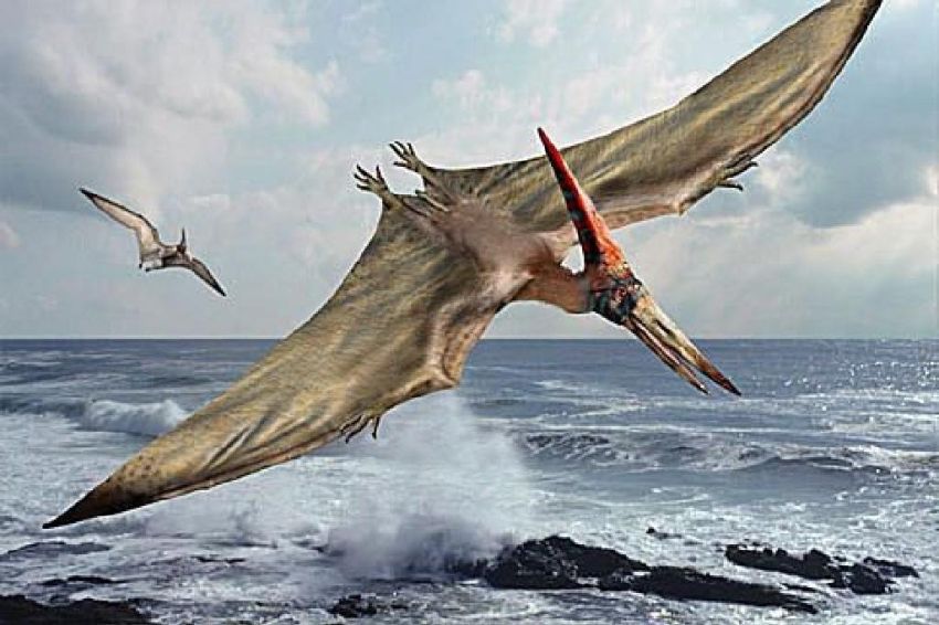 Ilmuwan Ungkap Rahasia Cara Terbang Pterosaurus