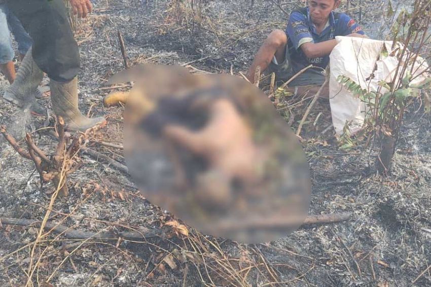 Tragis! Kakek 72 Tahun Tewas Terkepung Api saat Bakar Lahan Sawit di Muratara