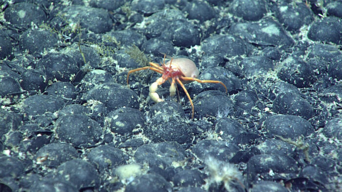 Oksigen Gelap Ditemukan di Dasar Laut, Ilmuwan Beberkan Hal Ini