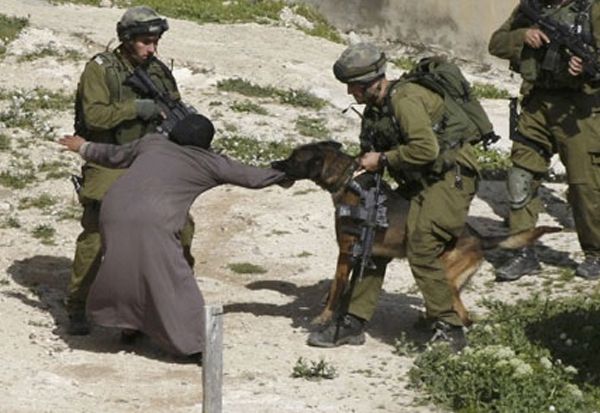 Anjing Militer Israel Dilatih Menyiksa dan Memperkosa Warga Palestina