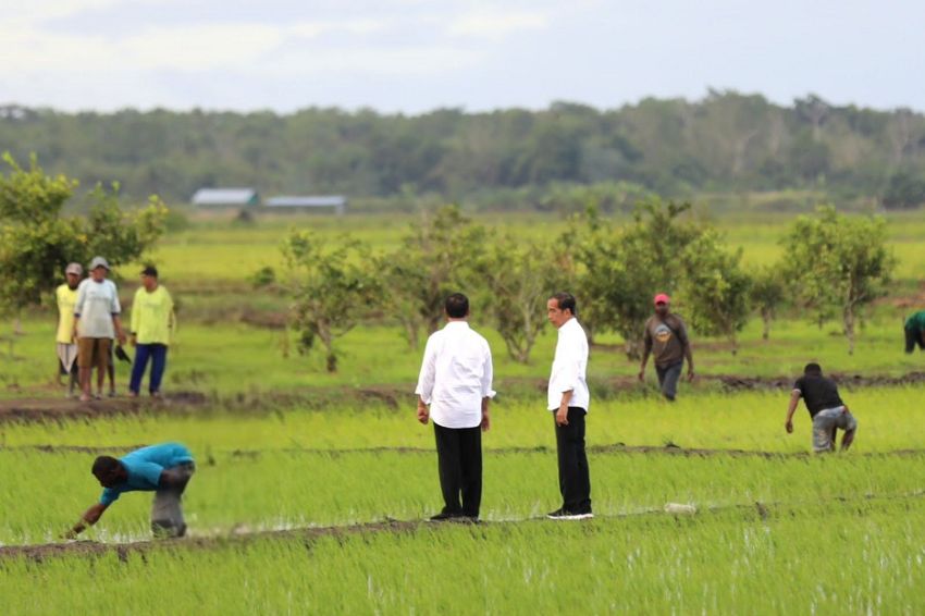 Jokowi dan Iriana Tinjau Simulasi Drone Tabur Pupuk di Papua Selatan