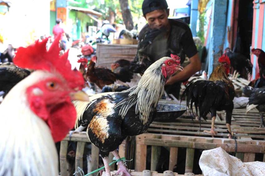 Judi Sabung Ayam di Bekasi, 58 Orang Ditetapkan Tersangka