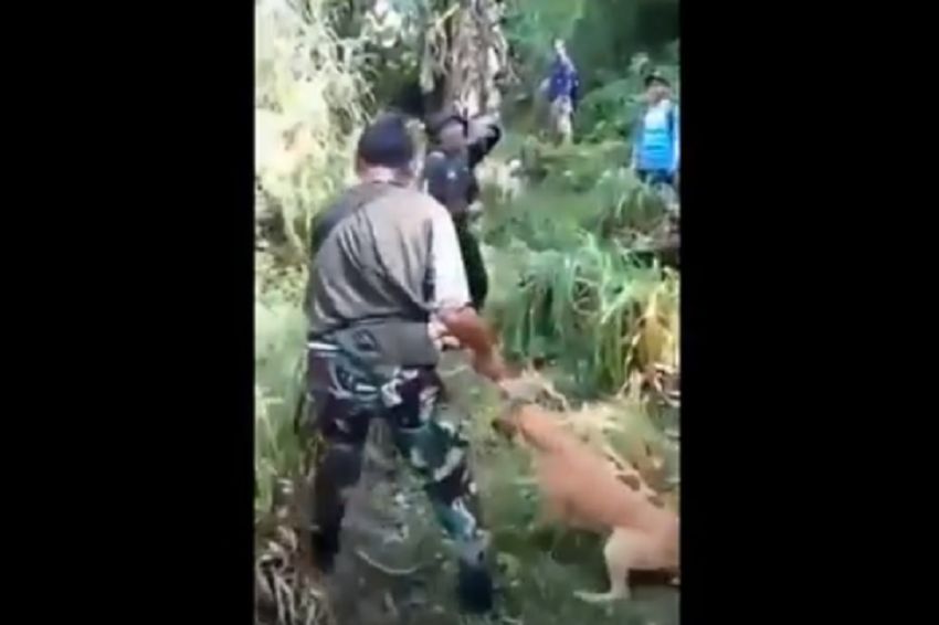 Viral Penyiksaan Anjing Pemburu di Gunung Halu Gegara Tak Mau Gigit Babi, Begini Faktanya