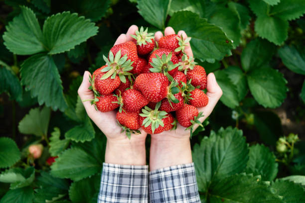 Indonesia Bakal Kedatangan Impor Buah Strawberry dan Peach dari Korsel