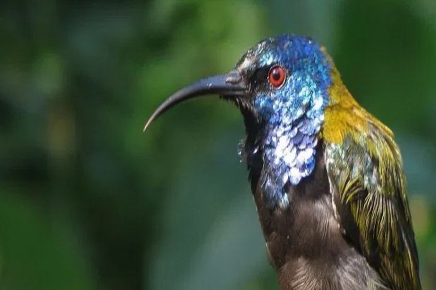 Mengapa Burung Tropis Berwarna-warni? Simak Penjelasan Ilmiahnya