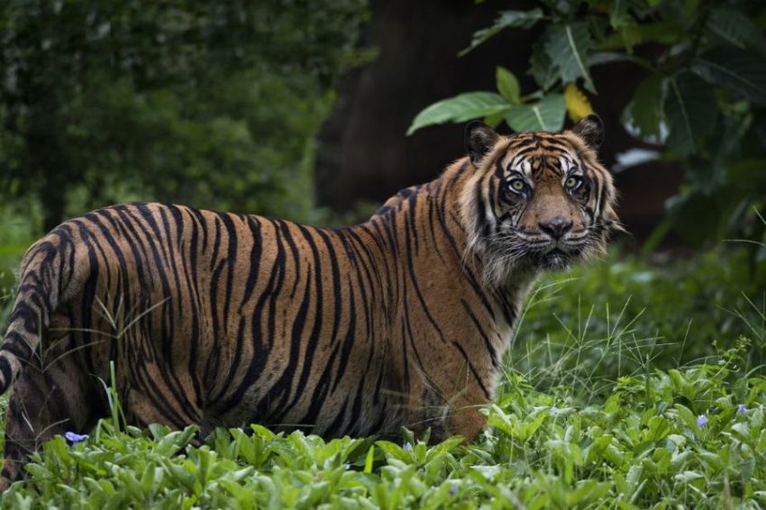 Catat! Ini Daerah di Indonesia yang masih Banyak Harimau