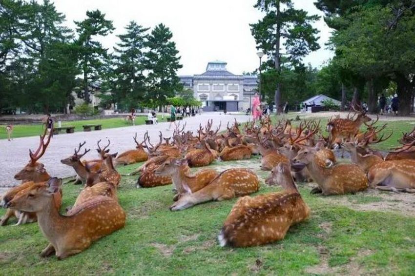 Misterius, Tiap Tahun Kawanan Rusa Berkumpul di Museum Nasional Nara