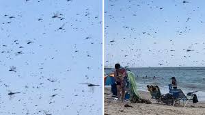 Fenomena Aneh, Ribuan Capung Serbu Pantai Rhode Island AS