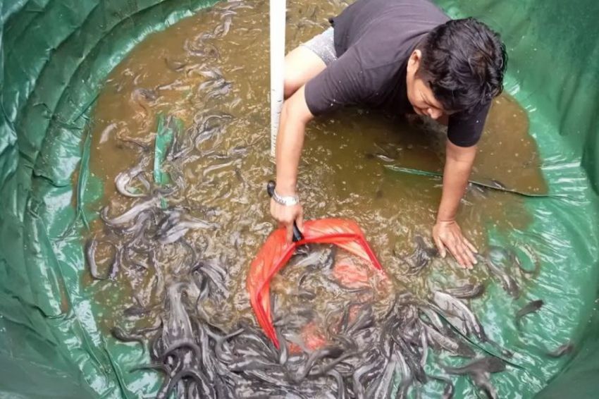 Budidaya Ikan Bioflok, Warga Depok Bentuk Ketahanan Pangan di Perkotaan